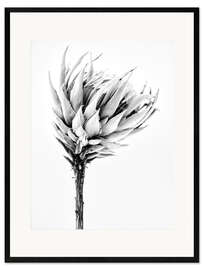 Stampa artistica con cornice Protea II in bianco e nero