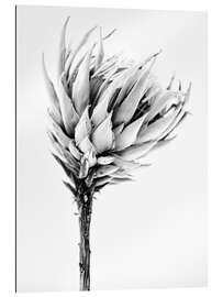 Tableau en plexi-alu Protea II noir et blanc