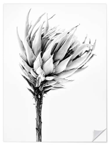 Wall sticker Black and white Protea II