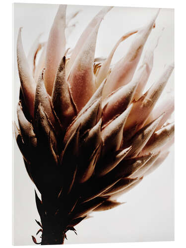 Cuadro de metacrilato Flor de protea I