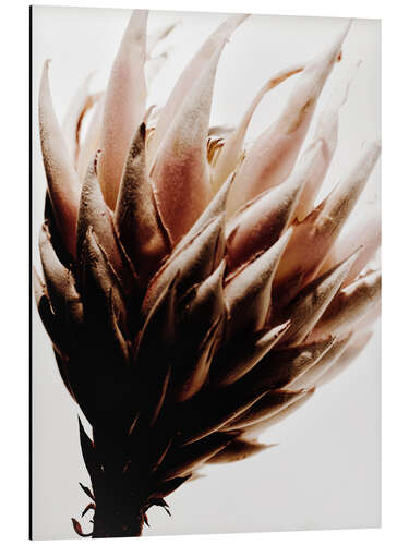 Stampa su alluminio Fiore di Protea I