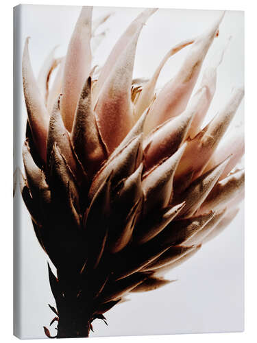 Tableau sur toile Fleur de Protea I