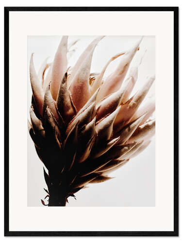 Kehystetty taidepainatus Protea flower I