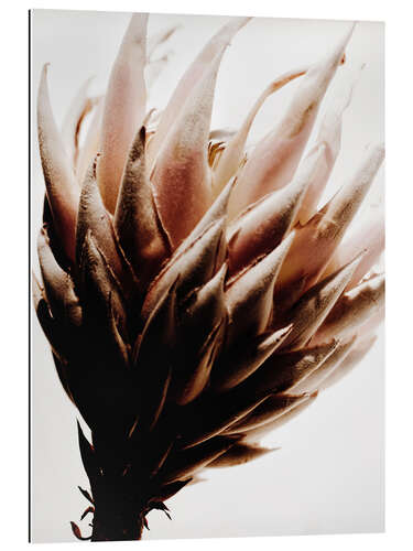 Gallery print Protea flower I