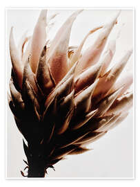 Poster Protea Blüte I