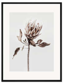 Gerahmter Kunstdruck Protea Blüte II