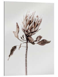 Gallery print Protea flower II