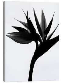 Canvas-taulu Black Bird of Paradise II