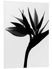 Foam board print Black Bird of Paradise II