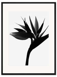 Gerahmter Kunstdruck Schwarzer Paradiesvogel II