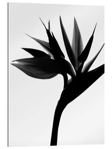 Gallery print Black Bird of Paradise II