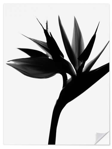 Selvklebende plakat Black Bird of Paradise II