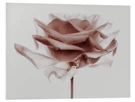 Foam board print Rose love III