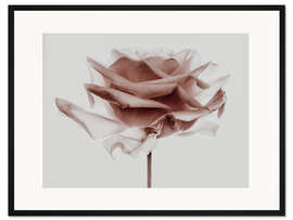 Gerahmter Kunstdruck Rosenliebe III