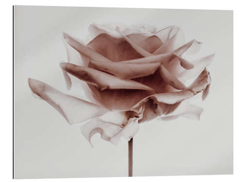 Gallery print Rose love III