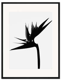 Gerahmter Kunstdruck Schwarzer Paradiesvogel I