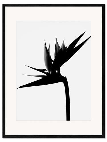 Impression artistique encadrée Oiseau de paradis noir I.
