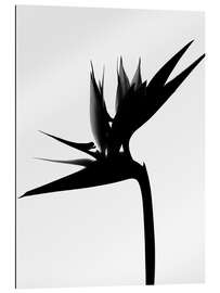 Gallery print Black bird of paradise I.