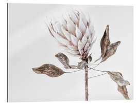 Gallery print Suszona Protea I