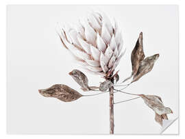 Wandsticker Getrocknete Protea I