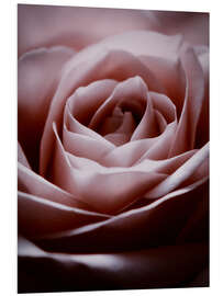 Foam board print Rosa Rose II