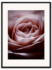 Gerahmter Kunstdruck Rosa Rose II