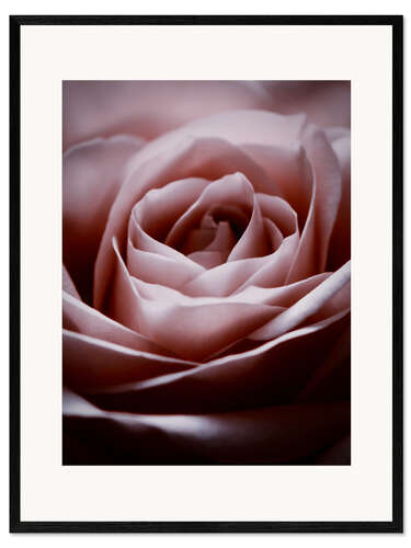 Impresión de arte enmarcada Rosa Rosa II