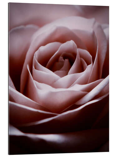 Galleriprint Rosa rose II