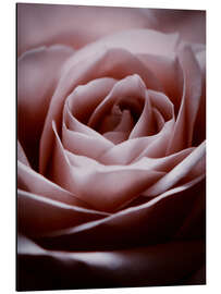 Magnettafel Rosa Rose II