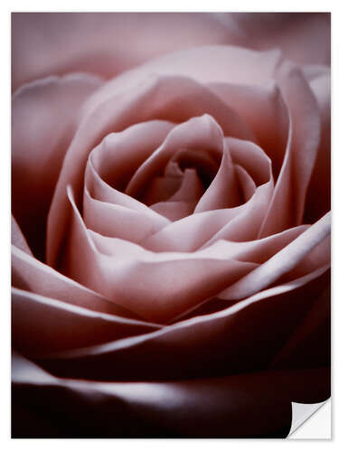 Selvklæbende plakat Rosa Rose II