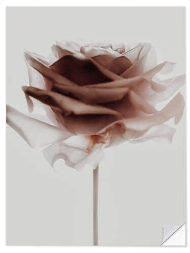 Wall sticker Rose love I