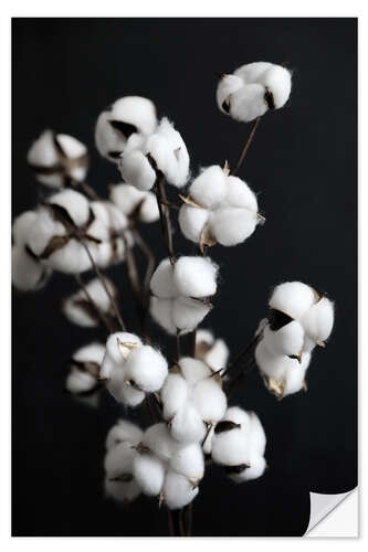 Sisustustarra Cotton candy floss - dried flowers