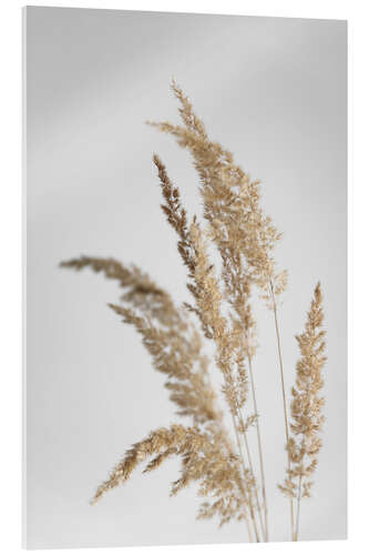 Akrylbilde Cream golden shimmering pampas grasses