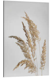 Aluminium print Cream golden shimmering pampas grasses