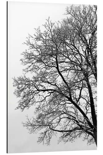 Quadro em alumínio Árvore de inverno com neve