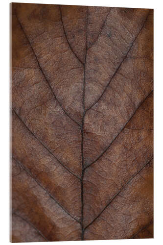 Akrylbilde Leaf of the oak in warm brown tones