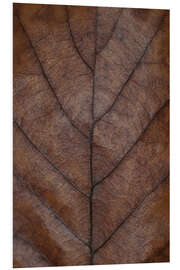 PVC print Leaf of the oak in warm brown tones