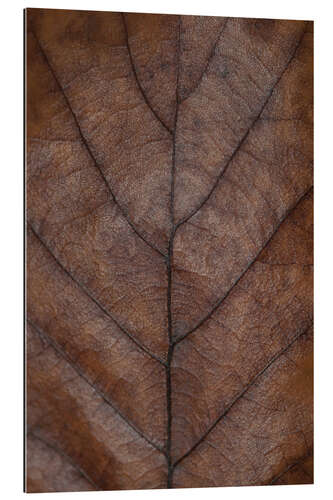 Galleriprint Leaf of the oak in warm brown tones