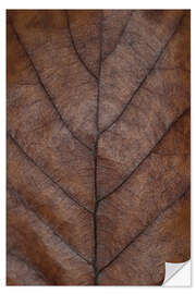 Selvklebende plakat Leaf of the oak in warm brown tones