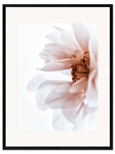 Ingelijste kunstdruk Peony