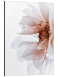 Magnettafel Pfingstrose