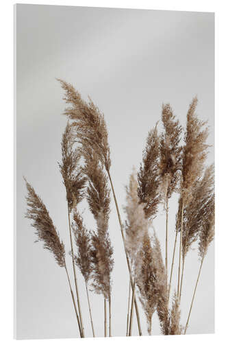 Acrylic print Perfect pampas grasses in the wind