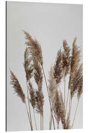 Aluminium print Perfect pampas grasses in the wind