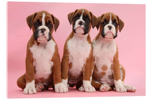 Obraz na szkle akrylowym Three boxer puppies