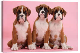 Canvastavla Three boxer puppies