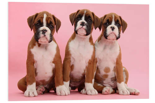 Foam board print Three boxer puppies