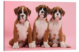 Magnettafel Drei Boxer-Welpen