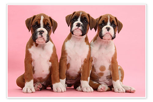 Poster Three boxer puppies