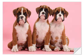 Sticker mural Trois chiots boxer