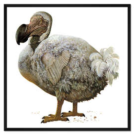 Gerahmter Kunstdruck Raphus cucullatus, Dodo-Vogel